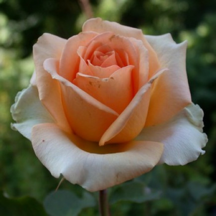Троянда Версілія (Versilia) (контейнер 2 л)