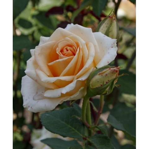 Роза чайно-гибридная
 Версилия (Versilia)