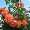 Троянда паркова Вестерленд (Westerland)