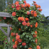Троянда паркова Вестерленд (Westerland)