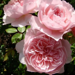 Роза английская Висли 2008 (Wisley 2008) - купить с доставкой по ...