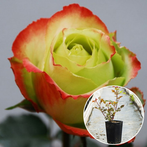 Троянда Зазу (Zazoo) (контейнер 2 л)