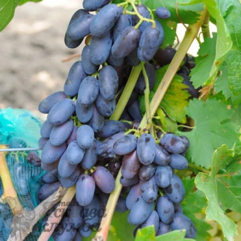 Саженцы ранних сортов винограда - купить с доставкой по Украине, цена вмагазине — Яскрава Клумба