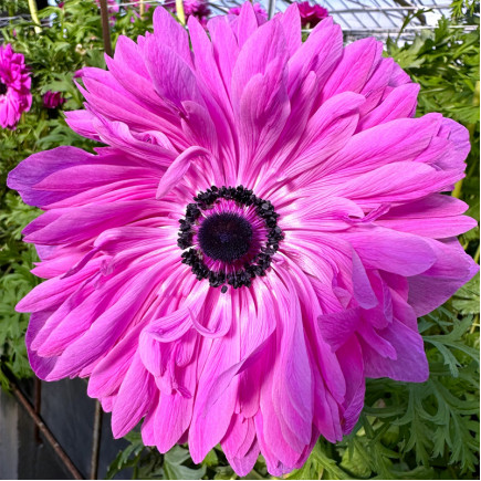 Анемона махровая Levante Fucsia