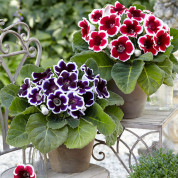 Комлекти з глоксиніями