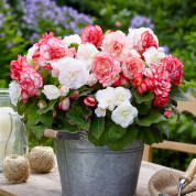 Комплекты з бегониями