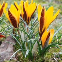 Крокус Ботанічний Angustifolius