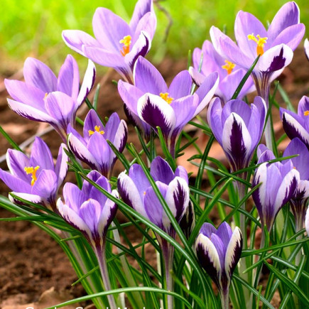 Крокус Ботанический Spring Beauty