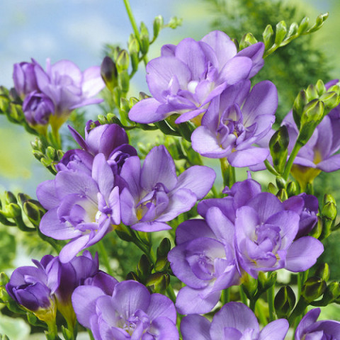 Фрезія махрова (повна) Lavender