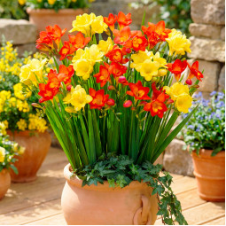 Комплект луковиц фрезий Алхимия настроения