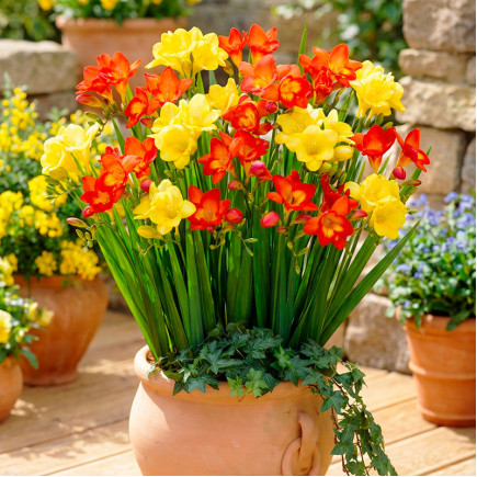 Комплект луковиц фрезий Алхимия настроения