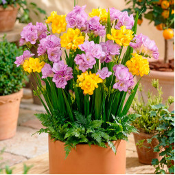 Комплект цибулин фрезій Квіти натхнення