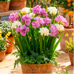 Комплект цибулин фрезій Сніданок у Провансі