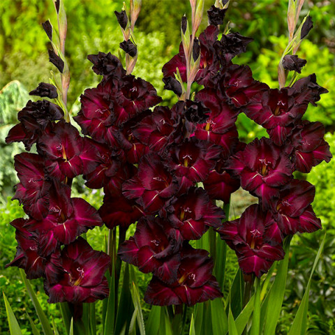 Гладиолус Крупноцветковый Black Jack