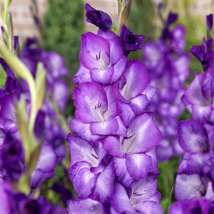 Гладіолус Великоквітковий Chemistry