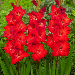 Гладіолус Великоквітковий Holland Pearl