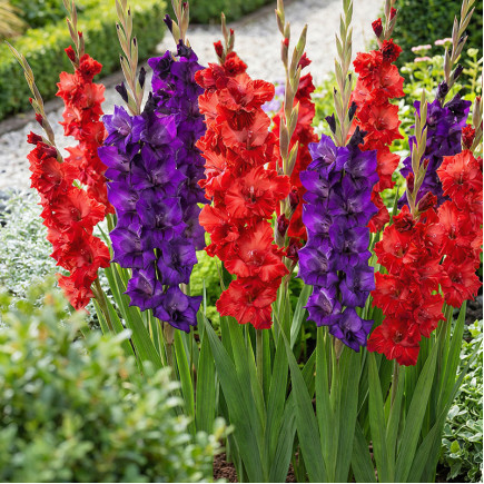 Комплект луковиц гладиолусов Гранд-Элеганс