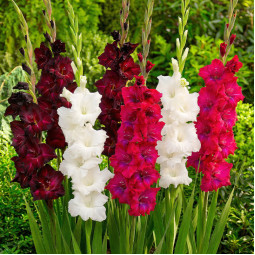 Комплект луковиц гладиолусов Королевский гамбит