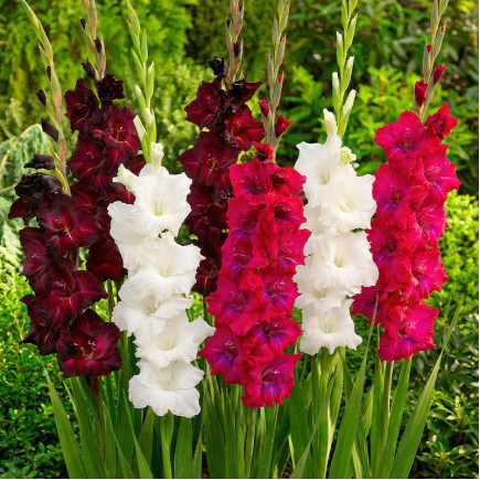 Комплект луковиц гладиолусов Королевский гамбит