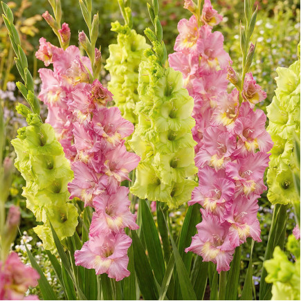 Комплект луковиц гладиолусов Летний драйв