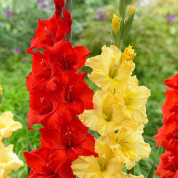 Комплекти з гладіолусами