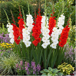 Комплект луковиц гладиолусов Red & White Code