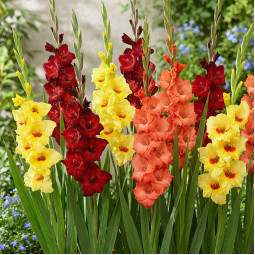 Комплект луковиц гладиолусов Солнечный джаз-бэнд