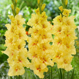 Гладіолус Гофрований Yellow Age