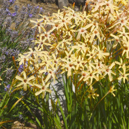 Іксія Paniculata Eos