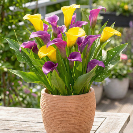 Комплект луковиц кал Бархатные объятия