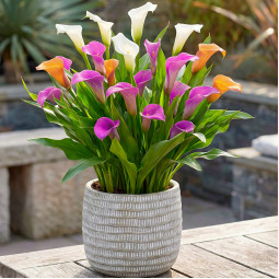 Комплект луковиц кал Fashion-трио