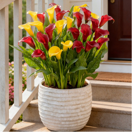 Комплект луковиц кал Касабланка