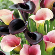 Комплекты с каллами