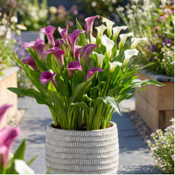 Комплект луковиц кал Royal Silk