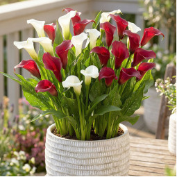 Комплект луковиц кал Lady In Red