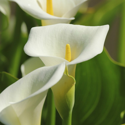 Калла White Ideal
