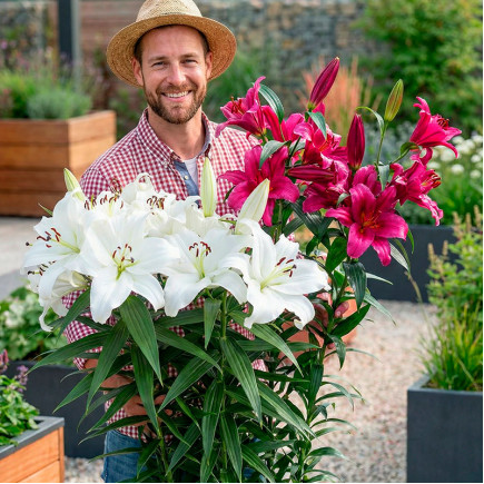 Комплект луковиц лилий Big Love