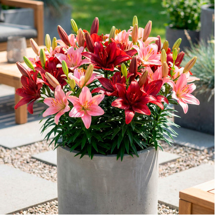 Комплект луковиц лилий Бродвей