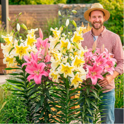 Комплект луковиц лилий Edem