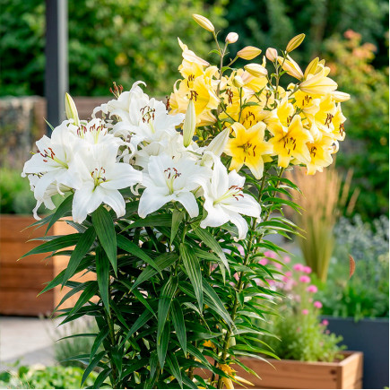 Комплект луковиц лилий Гордость сада