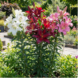 Комплект луковиц лилий Infinity Bloom