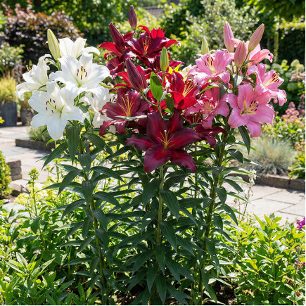 Комплект луковиц лилий Infinity Bloom