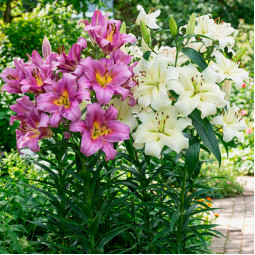 Комплект луковиц лилий Красавицы Леди