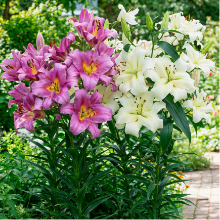 Комплект луковиц лилий Красавицы Леди