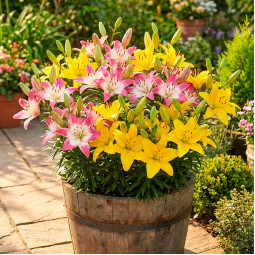 Комплект луковиц лилий Просто Вау