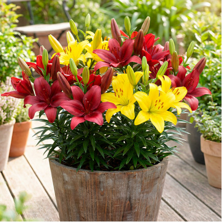 Комплект луковиц лилий Стильный выбор