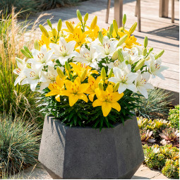 Комплект луковиц лилий Yellow & White Code