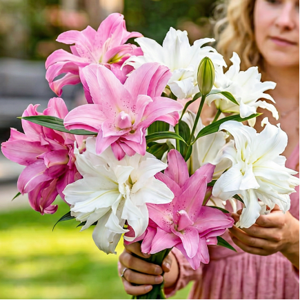 Комплект цибулин лілій Pink Aurora