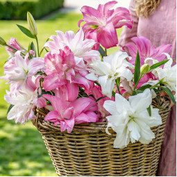 Комплект луковиц лилий Pink Aurora