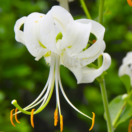 Лилия свисающая Speciosum Album